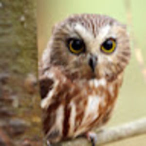 Meet your Posher, Kaycee